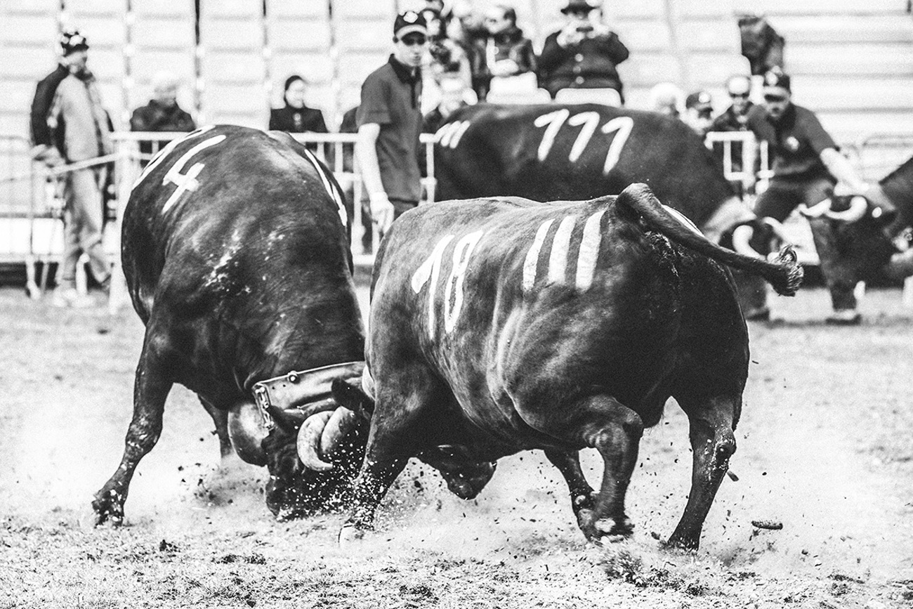 eringerkuh038.jpg eringerkuh038.jpg