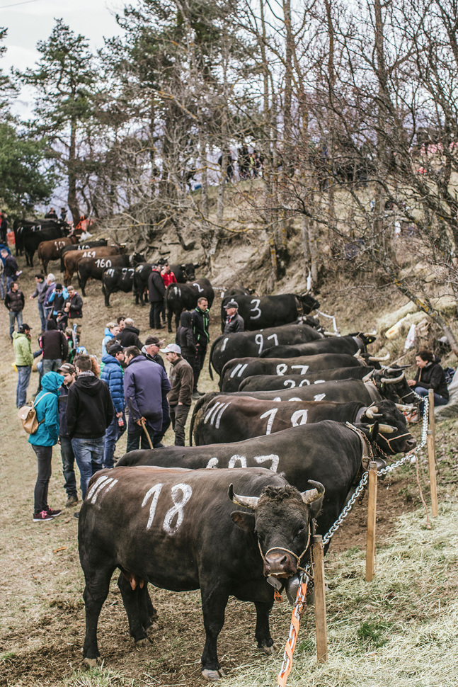 eringerkuh041.jpg eringerkuh041.jpg