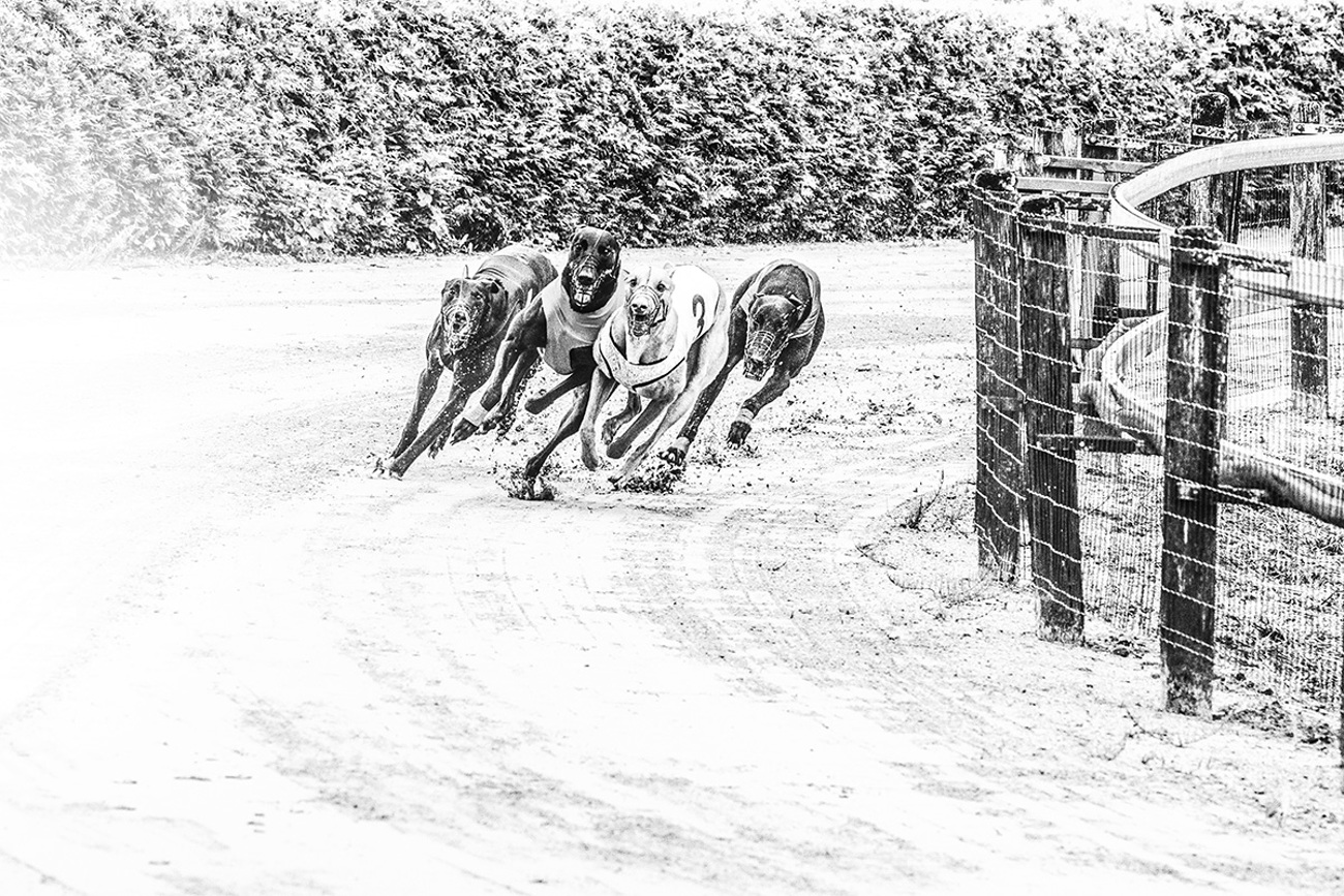 dograce034.jpg dograce034.jpg