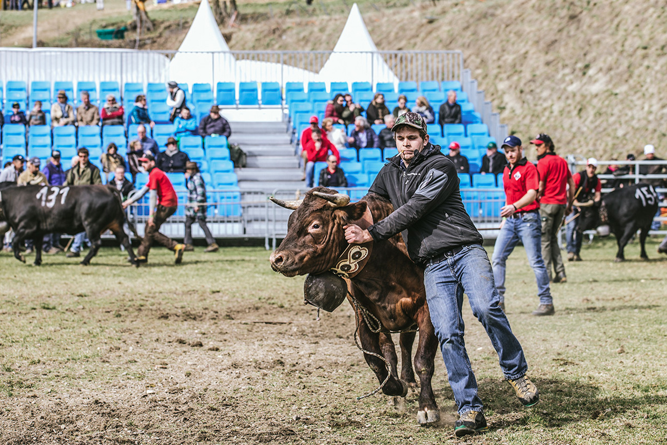 eringerkuh006.jpg eringerkuh006.jpg