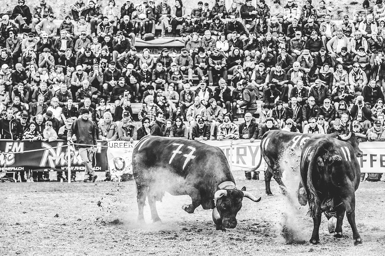 eringerkuh036.jpg eringerkuh036.jpg