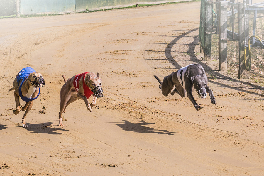 Rasende Hunde Rasende Hunde