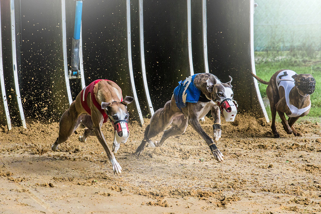 dograce020.jpg dograce020.jpg