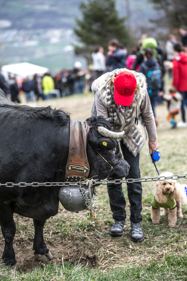 eringerkuh050.jpg eringerkuh050.jpg