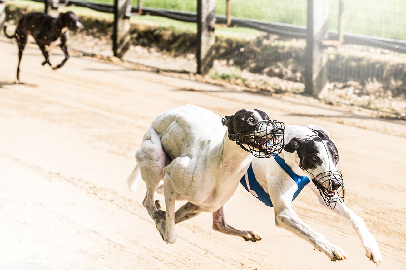 dograce013.jpg dograce013.jpg